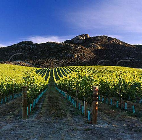 Prophets Rock vineyard on Chinamans Terrace Bendigo Central Otago  New Zealand