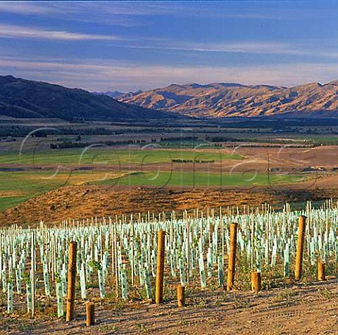 New vineyard of Zebra NZ on Chinamans Terrace above the Lowburn Valley Bendigo Central Otago New Zealand