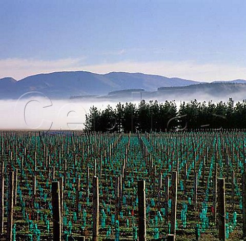 New vineyard at Bendigo Central Otago New Zealand
