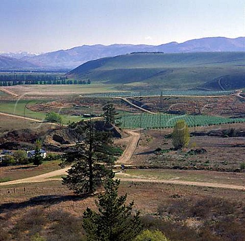 Vineyards near Bendigo Central Otago New Zealand