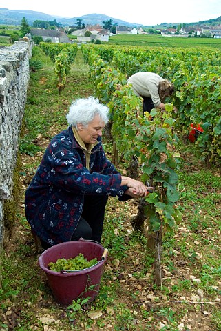 AnneClaude Leflaive harvesting Chardonnay grapes in the Domaine Leflaive parcel of Le Montrachet vineyard PulignyMontrachet Cte dOr France  Cte de Beaune Grand Cru