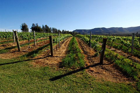 Vineyard at Scarborough Wine Company Pokolbin Lower Hunter Valley New South Wales Australia
