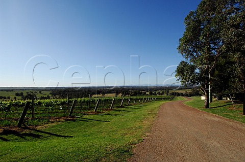 Vineyard at Scarborough Wine Company Pokolbin Lower Hunter Valley New South Wales Australia