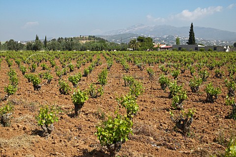 Vineyard at Spata Greece Attica