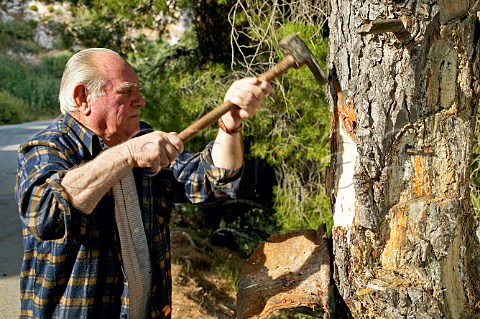 Evangelos Mitrogiannis collecting pine resin in the forest near Kouvaras village Greece Attica
