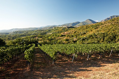 Vineyard of Xinomavro vines Naoussa Macedonia Greece Naoussa