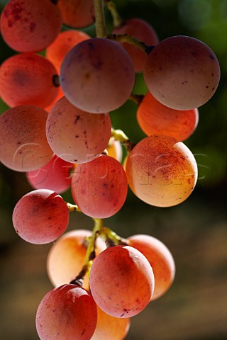 Bunch of Roditis grapes Macedonia Greece Naoussa