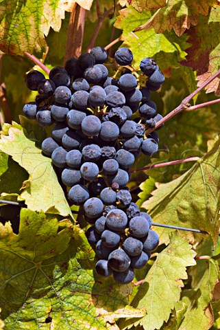 Sagrantino grapes in vineyard of Plani Arche Umbria Italy Sagrantino di Montefalco