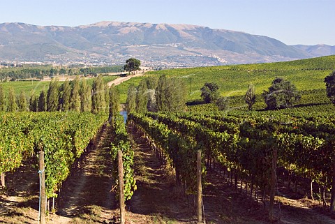 Sagrantino vineyard of Arnaldo Caprai Montefalco Umbria Italy Sagrantino di Montefalco DOCG