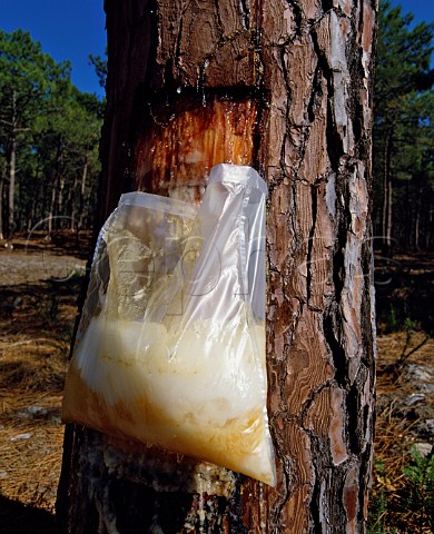 Collecting pine resin in the Landes Forest Aquitaine France