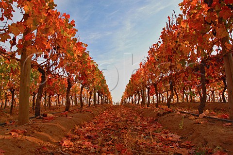 Autumnal vineyard of Casa Silva Colchagua Chile
