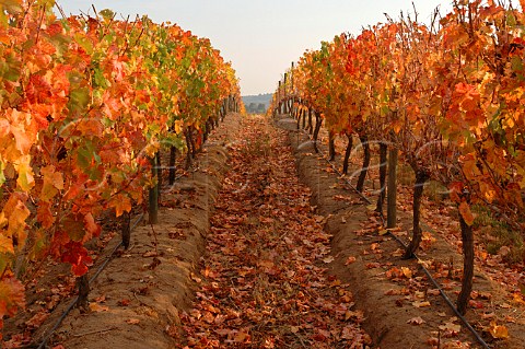 Autumnal vineyard of Casa Silva Colchagua Chile