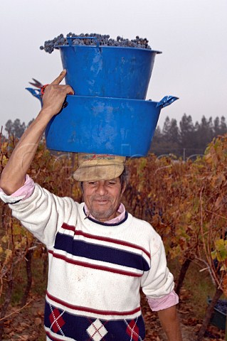 Harvesting in vineyard of Casa Silva Colchagua Chile