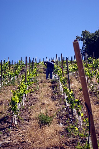 Worker in vineyard of Luis Felipe Edwards Colchagua Valley Chile Rapel