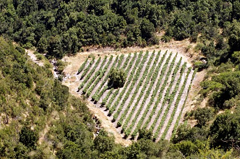 Small vineyard at Luis Felipe Edwards Colchagua Valley Chile Rapel