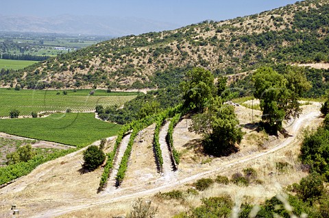 Terraced vineyard at Luis Felipe Edwards Colchagua Valley Chile Rapel