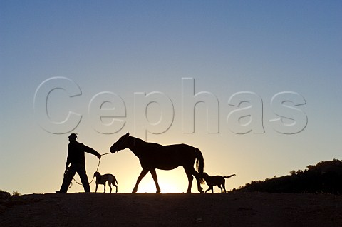 Silhouette of man horse and dogs in vineyard of Luis Felipe Edwards Colchagua Valley Chile Rapel