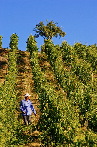 Worker in vineyards of Luis Felipe Edwards Colchagua Valley Chile Rapel