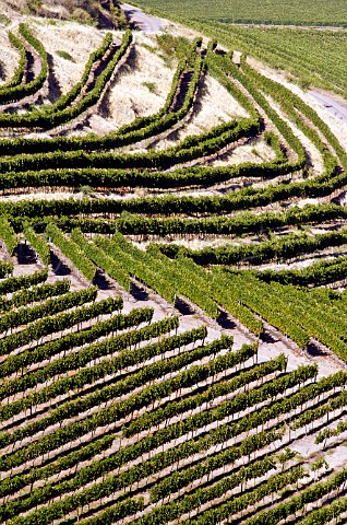 Terraced Syrah vineyard of Luis Felipe Edwards Colchagua Valley Chile Rapel