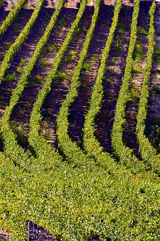 Cabernet Sauvignon vineyard of Luis Felipe Edwards Colchagua Valley Chile Rapel