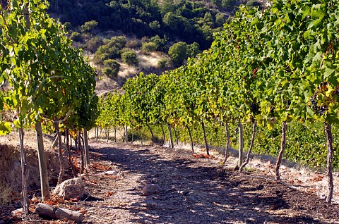 Cabernet Sauvignon vineyard of Luis Felipe Edwards Colchagua Valley Chile Rapel