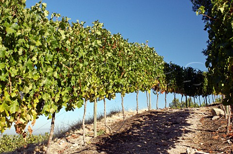 Cabernet Sauvignon vines of Luis Felipe Edwards Colchagua Valley Chile Rapel