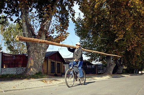 Man carrying long pole on bicycle Peralillo Colchagua Valley Chile