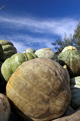 Closeup of pumpkins Peralillo Colchagua Valley Chile
