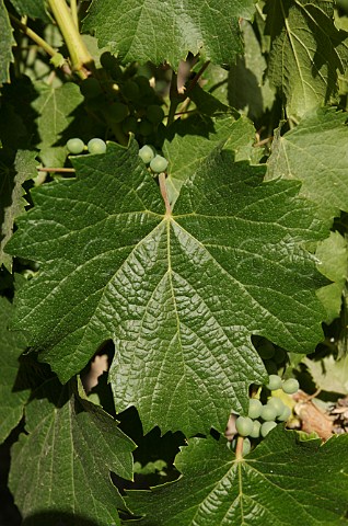 Malbec leaf in vineyards of Mendel Wines Mendoza Argentina