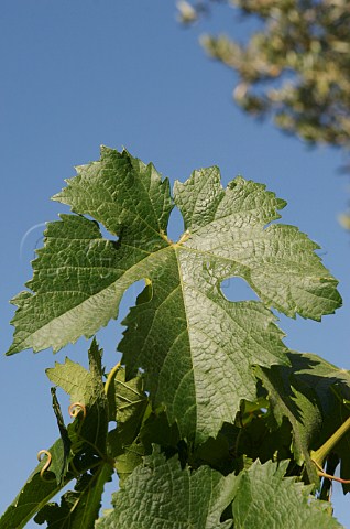 Malbec leaf in vineyards of Mendel Wines Mendoza Argentina