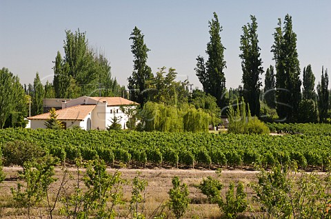 Vineyards at Mendel Winery Mendoza Argentina