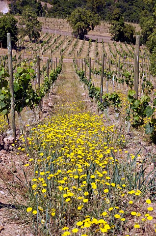 Yellow spring flowers in Malbec vineyard of Luis Felipe Edwards Colchagua Valley Chile Rapel