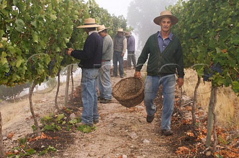 Harvest in vineyard of Luis Felipe Edwards Colchagua Valley Chile Rapel