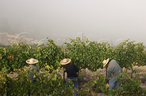 Harvest in vineyard of Luis Felipe Edwards Colchagua Valley Chile Rapel