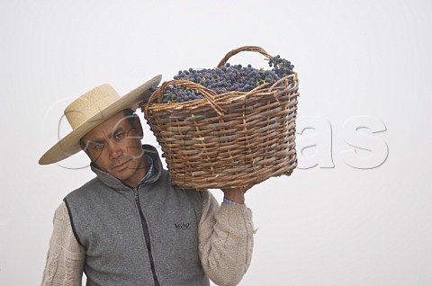 Worker carrying basket of grapes during harvest in vineyard of Luis Felipe Edwards Colchagua Valley Chile Rapel