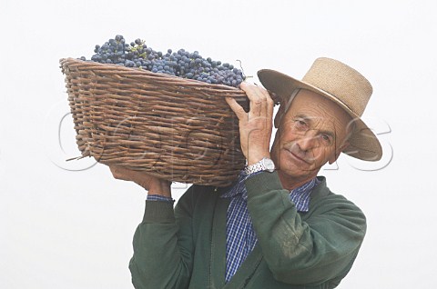 Worker carrying basket of grapes during harvest in vineyard of Luis Felipe Edwards Colchagua Valley Chile Rapel