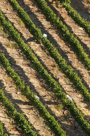 Workers harvesting in vineyard of Luis Felipe Edwards Colchagua Valley Chile Rapel