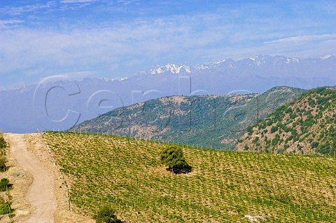Vineyard of Luis Felipe Edwards with snowcapped Andes mountains in the distance Colchagua Valley Chile Rapel