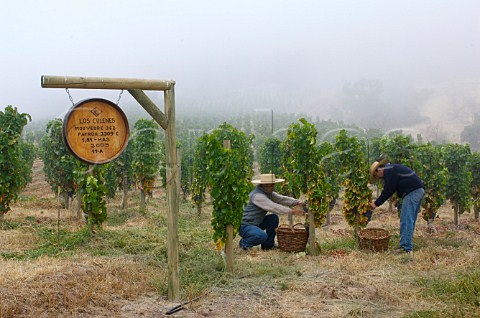Harvesting Mourvdre grapes in early morning mist in Los Culenes vineyard of Luis Felipe Edwards Colchagua Valley Chile Rapel