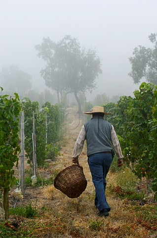 Early morning mist during harvest in Los Culenes Mourvdre vineyard of Luis Felipe Edwards Colchagua Valley Chile Rapel