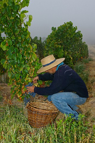 Harvesting Mourvdre grapes in early morning mist in Los Culenes vineyard of Luis Felipe Edwards Colchagua Valley Chile Rapel