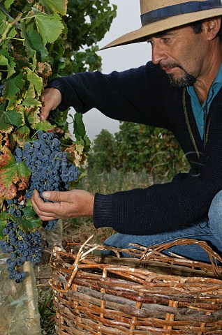 Harvesting Mourvdre grapes in Los Culenes vineyard of Luis Felipe Edwards Colchagua Valley Chile Rapel