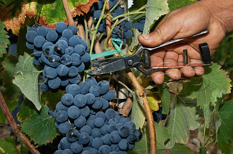 Harvesting Mourvdre grapes in Los Culenes vineyard of Luis Felipe Edwards Colchagua Valley Chile Rapel