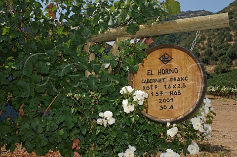 El Horno Cabernet Franc vineyard of Luis Felipe Edwards Colchagua Valley Chile Rapel