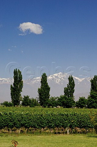 Snow capped Andes mountains seen over vineyards Mendoza Argentina