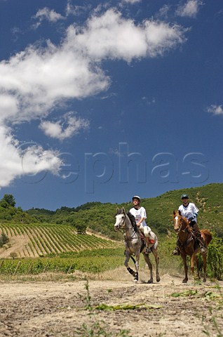 Enduro race passing through El Olivar vineyard of Viu Manent Colchagua Valley Chile Rapel