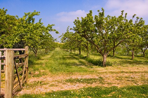 Cider Apple trees Vale of Evesham Worcestershire England