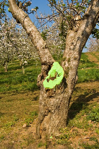 Recently pruned cider apple tree in blossom Vale of Evesham Blossom Trail Worcestershire England