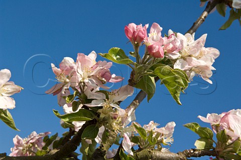 Cider apple tree blossom Vale of Evesham Blossom Trail Worcestershire England