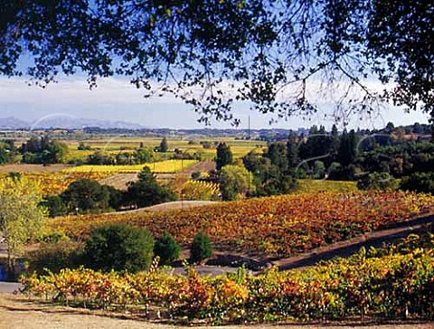 Armita Vineyards Healdsburg Sonoma Co  California  Dry Creek Valley